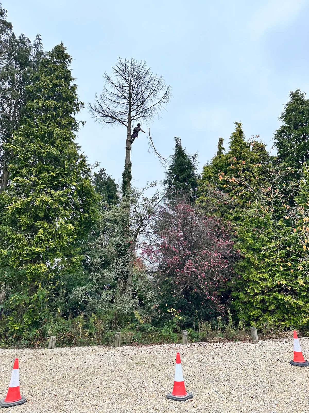 An arborist working high in a tree with a cordoned-off area below