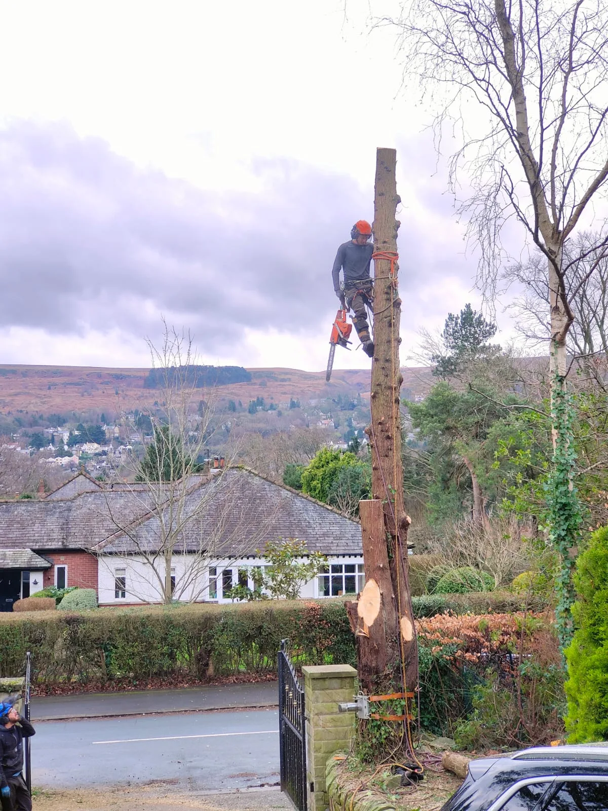 New Leaf Tree Care arborist dismantling a tree above Ilkley