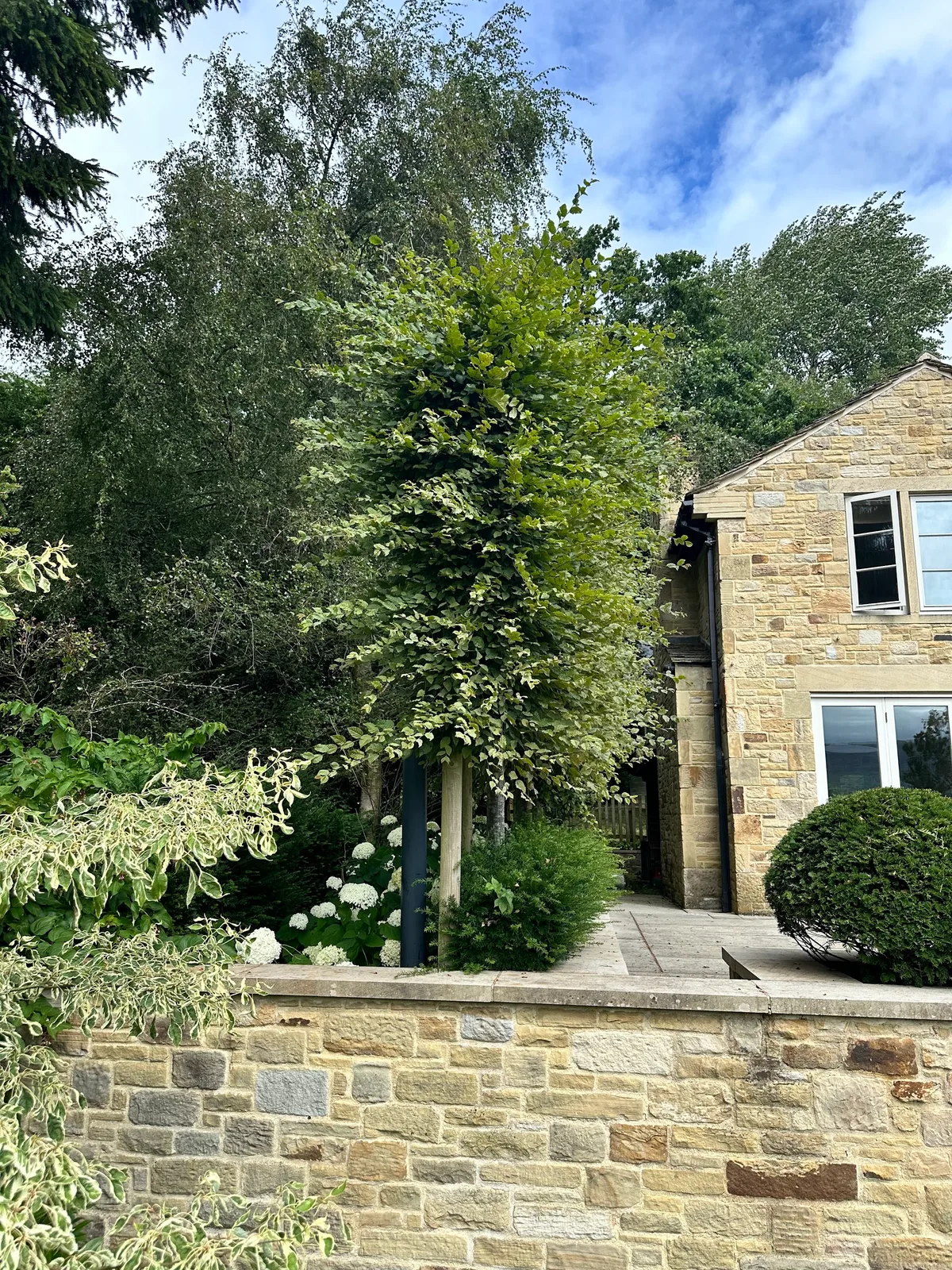 A garden tree beside a Yorkshire stone building, from New Leaf Tree Care's work gallery