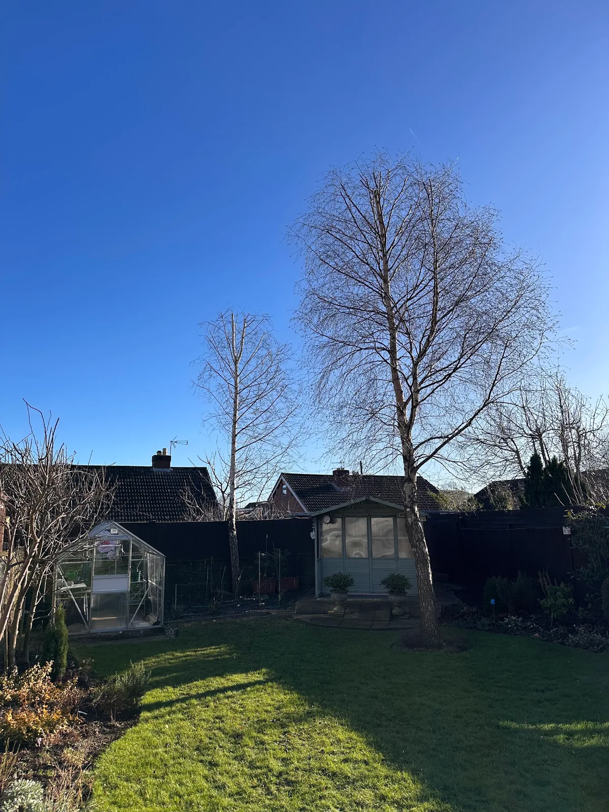 A pruned tree in a garden, photographed by New Leaf Tree Care